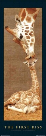 The First Kiss - Giraffes