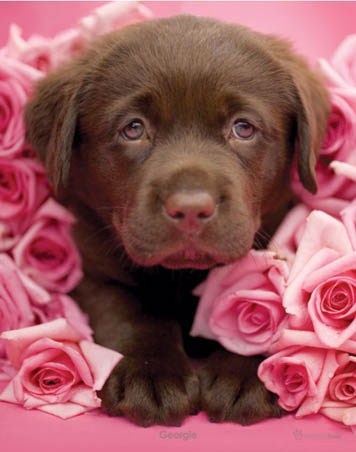 Georgie the Brown Labrador Puppy - Rachael Hale