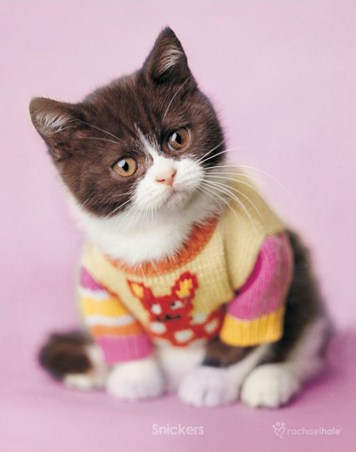 Snickers the Kitten - By Rachael Hale