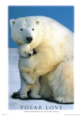 Polar Love - North Pole