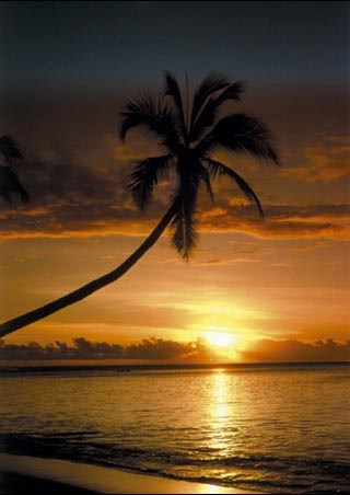 Sunset & Palm Tree, Seascape Poster - PopArtUK