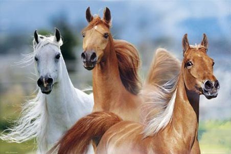 Three Horses Trotting - Bob Langrish