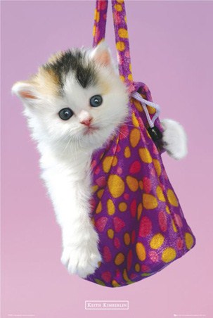 Kitten in a Handbag - Keith Kimberlin