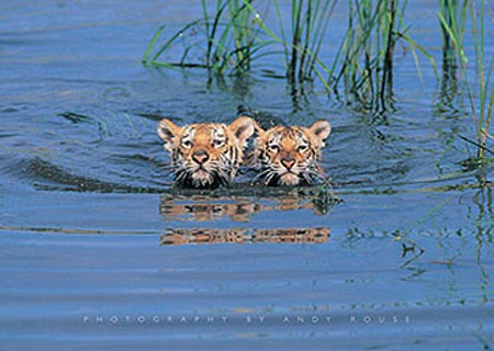 Swimming Tiger Cubs - Andy Rouse Photography