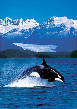 Orca - Killer Whale