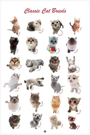 Classic Cats - Kitty Love