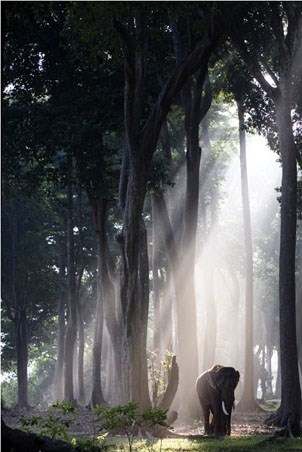 Away From the Herd - By Steve Bloom