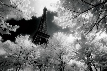 The Eiffel Tower through the trees - David Noton