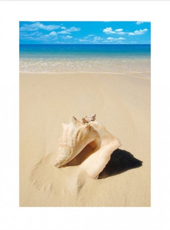 Beach Shell - Conch on the Sand