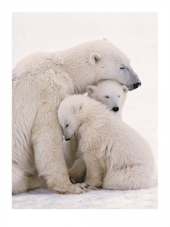 Polar Bear Love - Animal Photography
