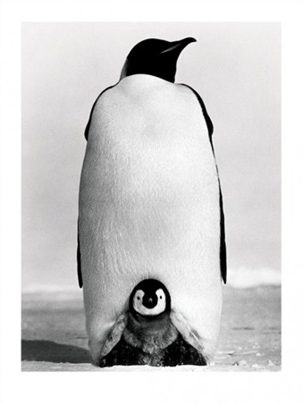 Keeping Warm - Baby Penguin