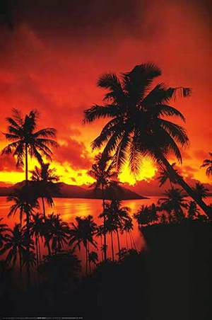 Palm Tree Sunset - Tropical Photography