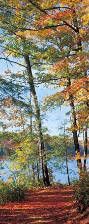 Seeweg Forest in The Fall - 2 Sheet Door Mural