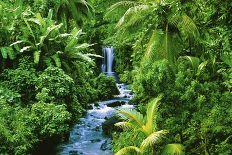 Trickling Stream amongst the Plants - Rainforest