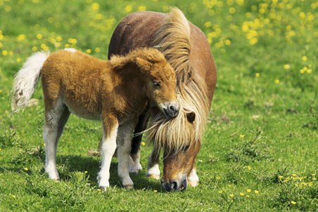 Two Ponies - Shetland Pony and Foal