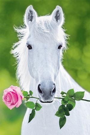 White Stallion Holding Pink Rose - A Regal Horse by Holgar Schupp