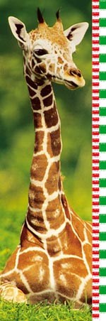 Baby Giraffe Height Chart - Growing Up Chart by George D Lepp