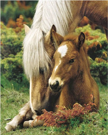 Mare and Foal II - Horse and her young