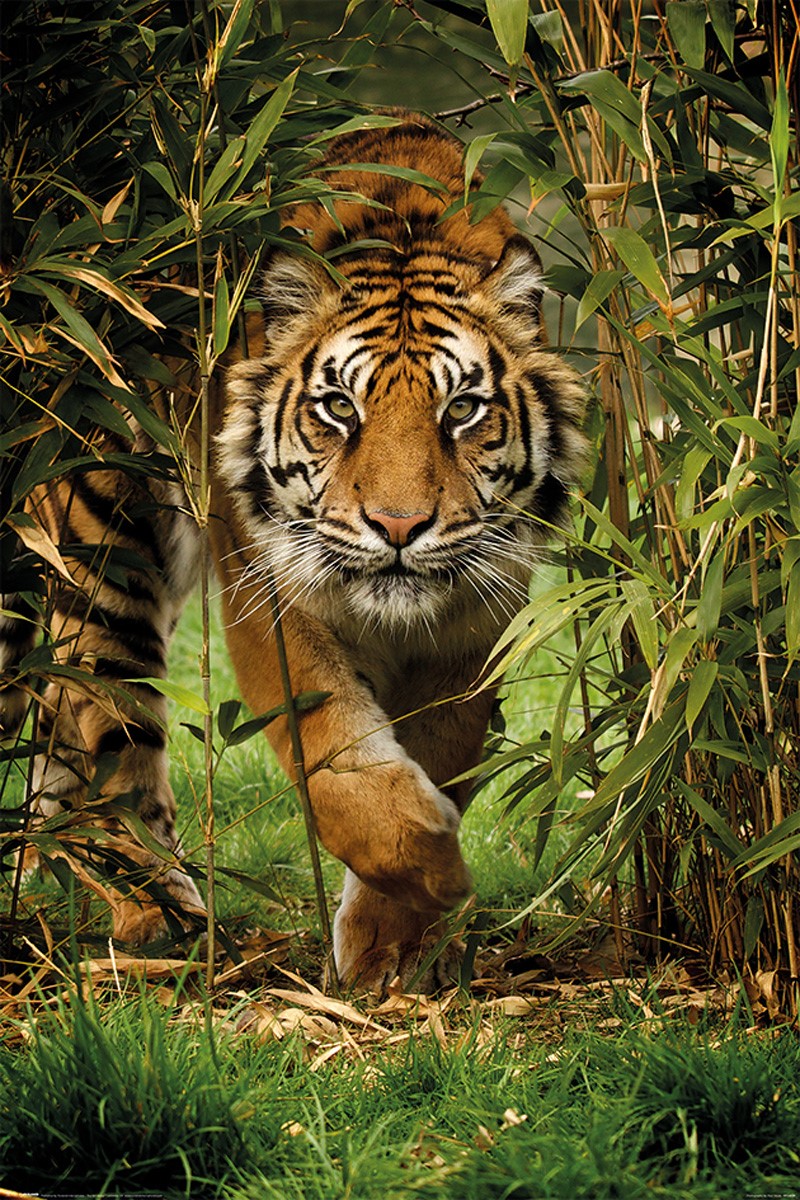 King Of The Jungle Bamboo Tiger Poster Buy Online